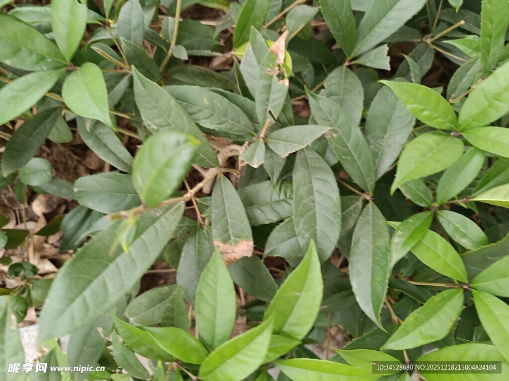 绿叶繁茂的植物景象