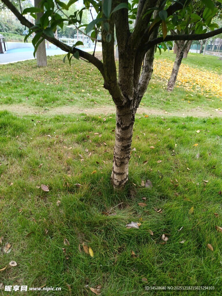 草地上的单棵树木