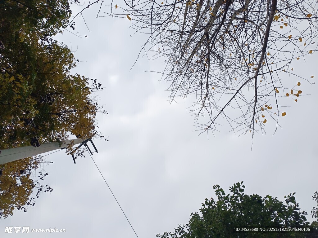 冬日树梢与天空景象