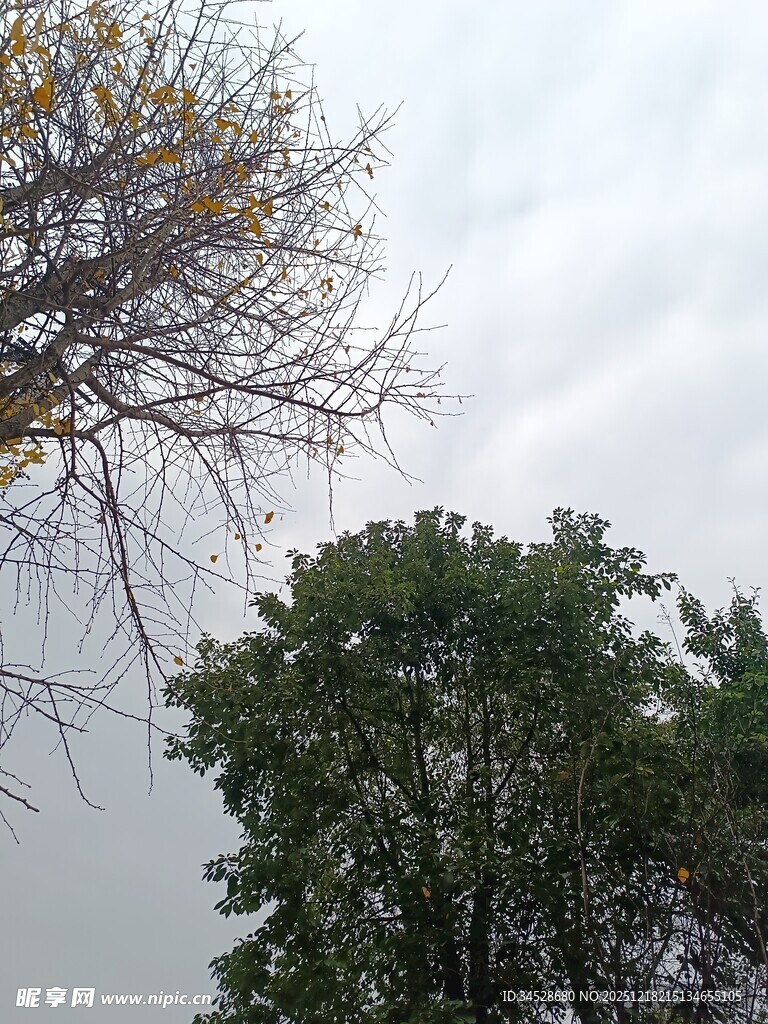 阴天中的树木景致