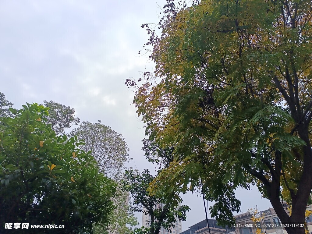 秋日公园绿树景致