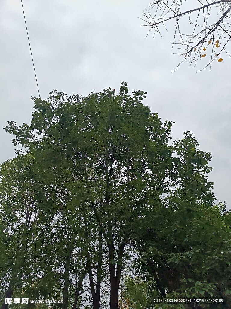 绿树成荫的自然景象