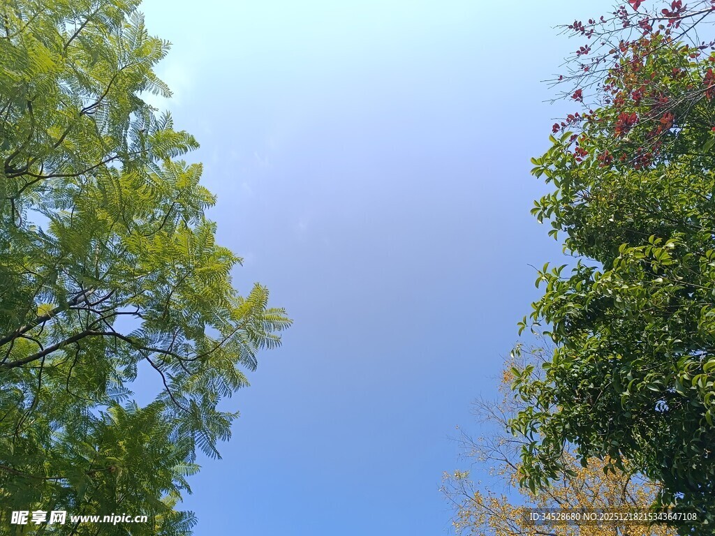 仰望绿树蓝天