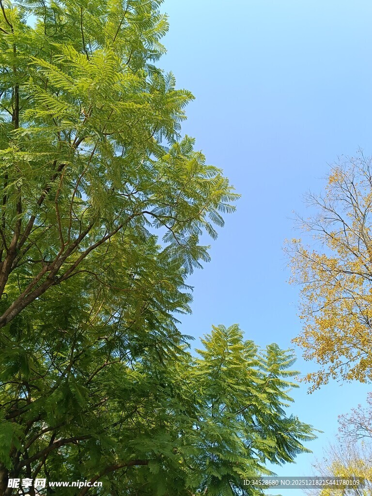 蓝天绿树间的清新景致