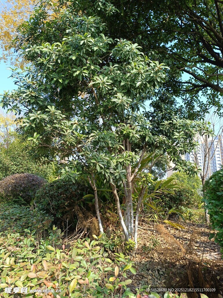 户外繁茂树木景观