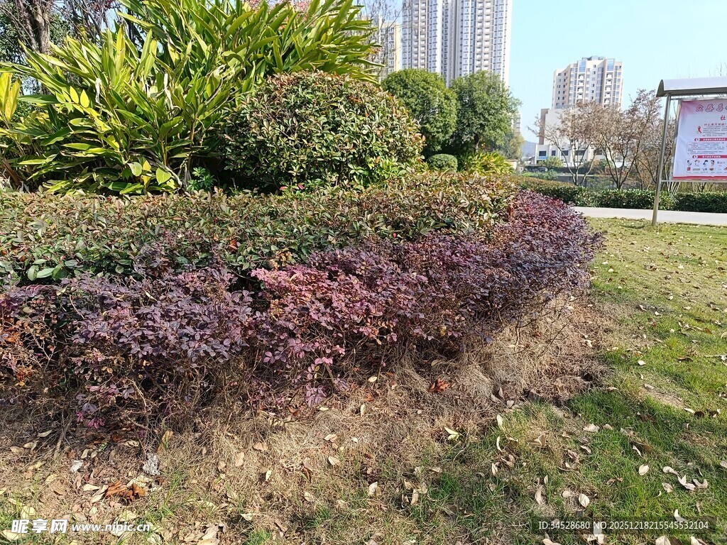 城市绿地中的多彩植物景观