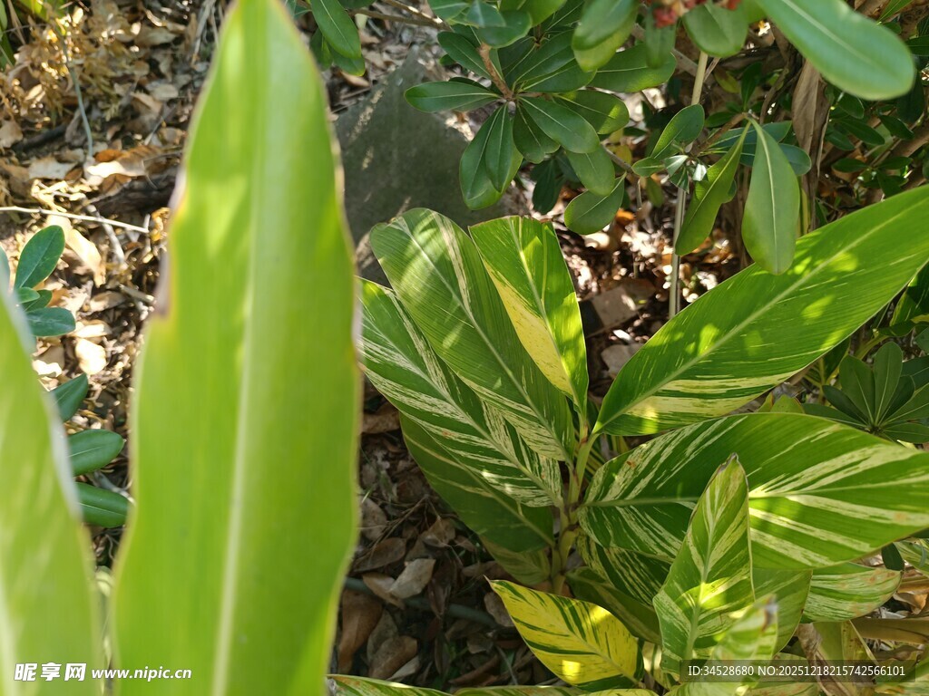 多彩叶片植物特写