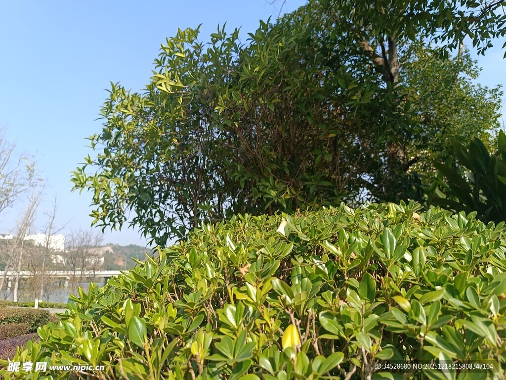 绿意盎然的户外植物景观