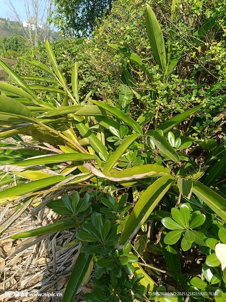 绿叶间的斑斓蛇