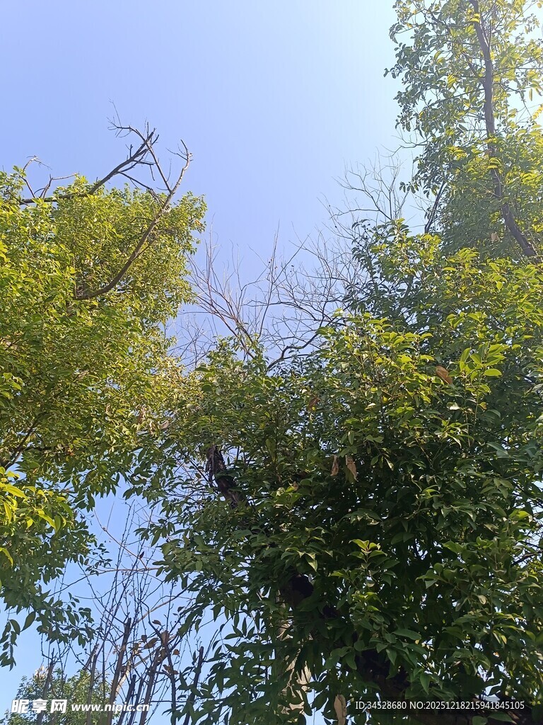 仰视葱郁树木与蓝天