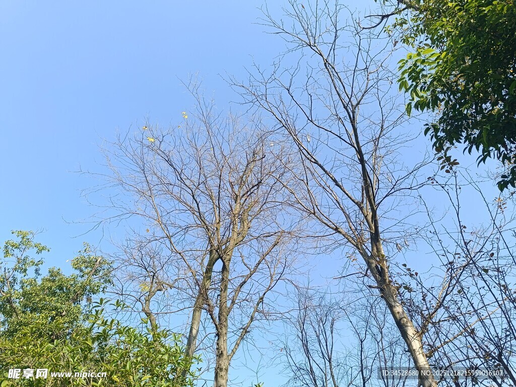 蓝天映衬下的枯树与绿树