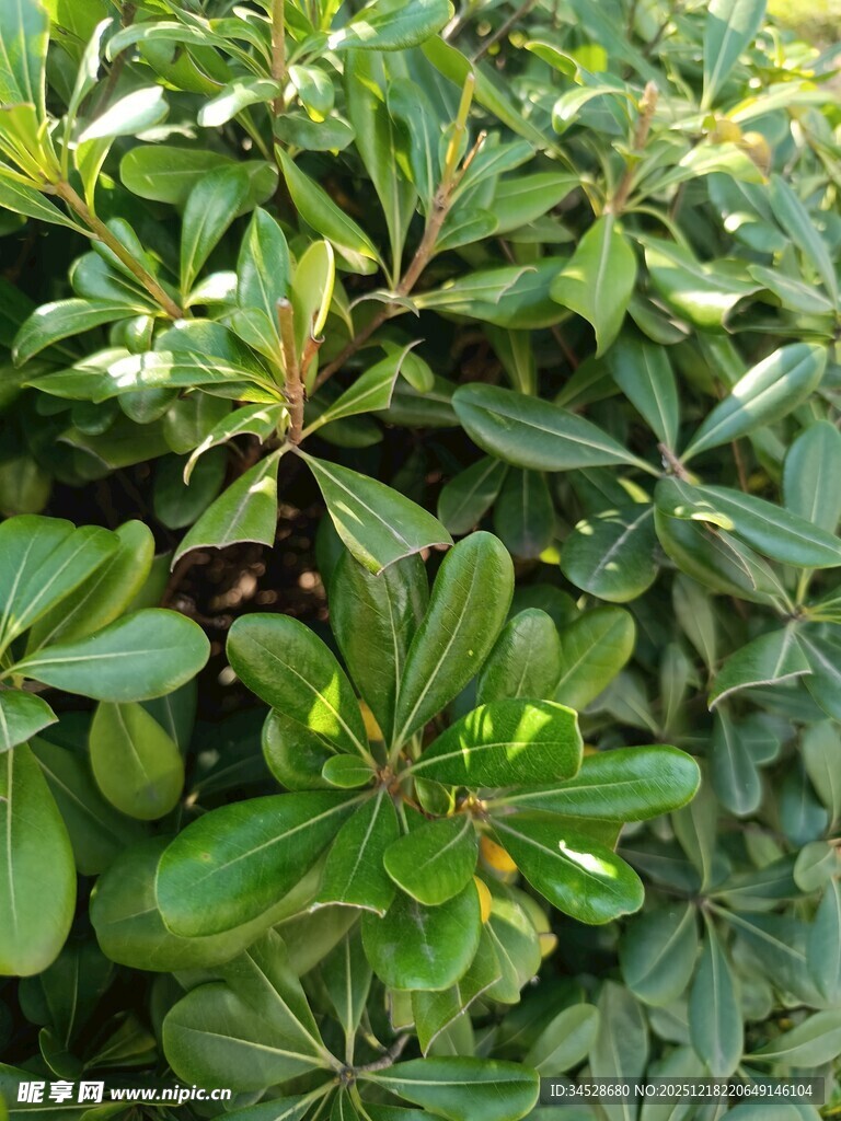 翠绿繁茂的灌木植物