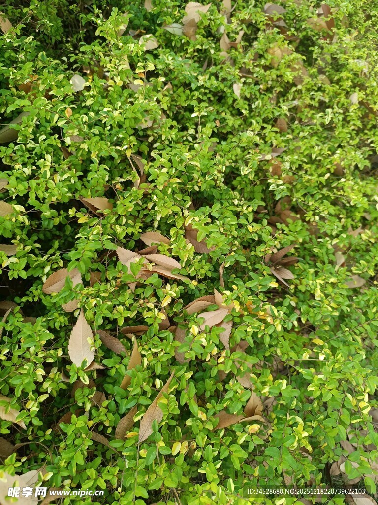 翠绿繁茂的地面植物景观