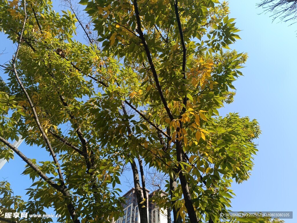 秋日树梢映蓝天