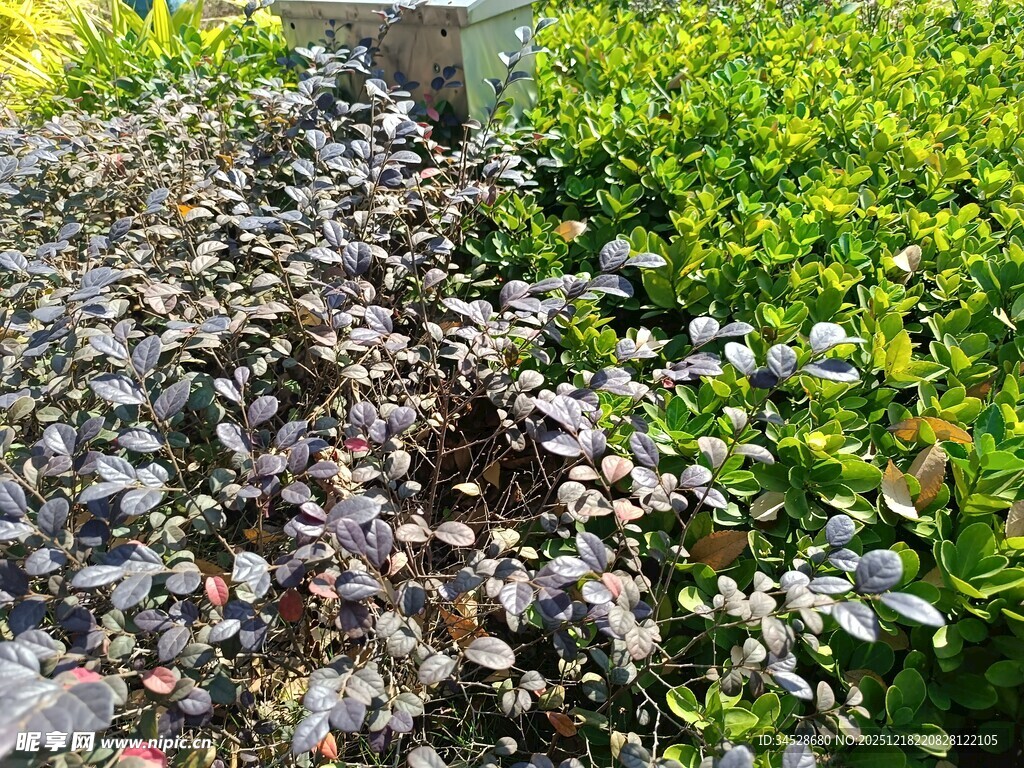 紫叶植物景观