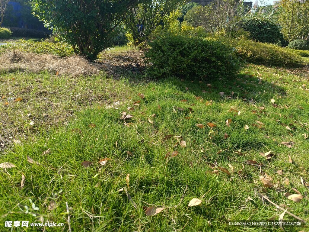 户外草地绿植景观