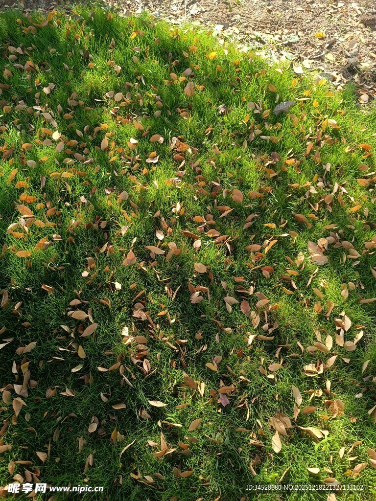 阳光下的斑驳草地