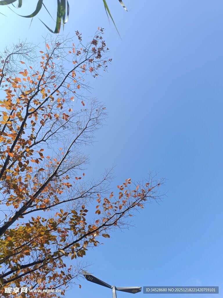 秋日树梢与蓝天美景