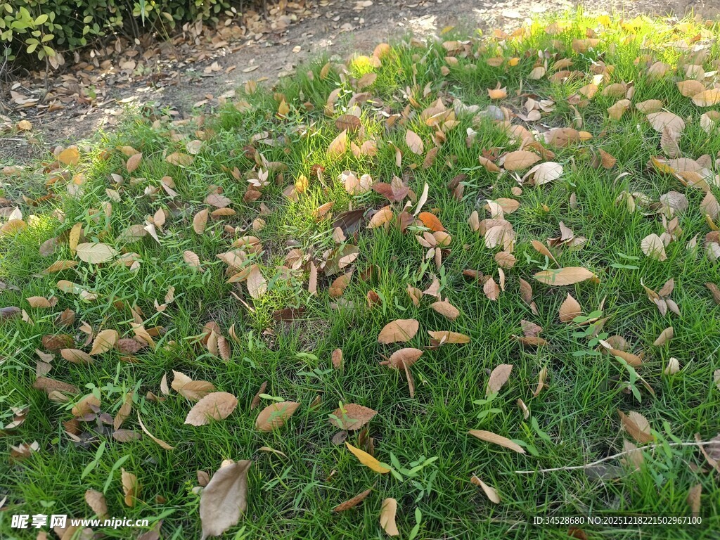 草地上的落叶