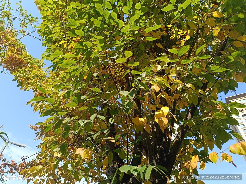 秋日枝头黄绿相间的树叶