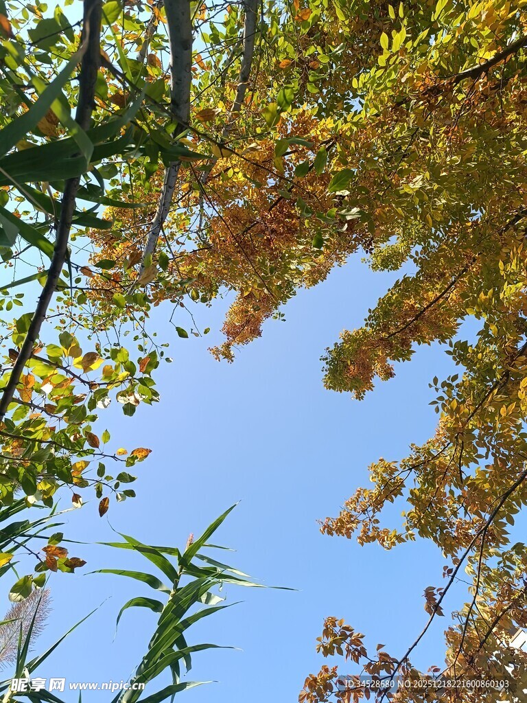 秋日树梢间的蓝天美景