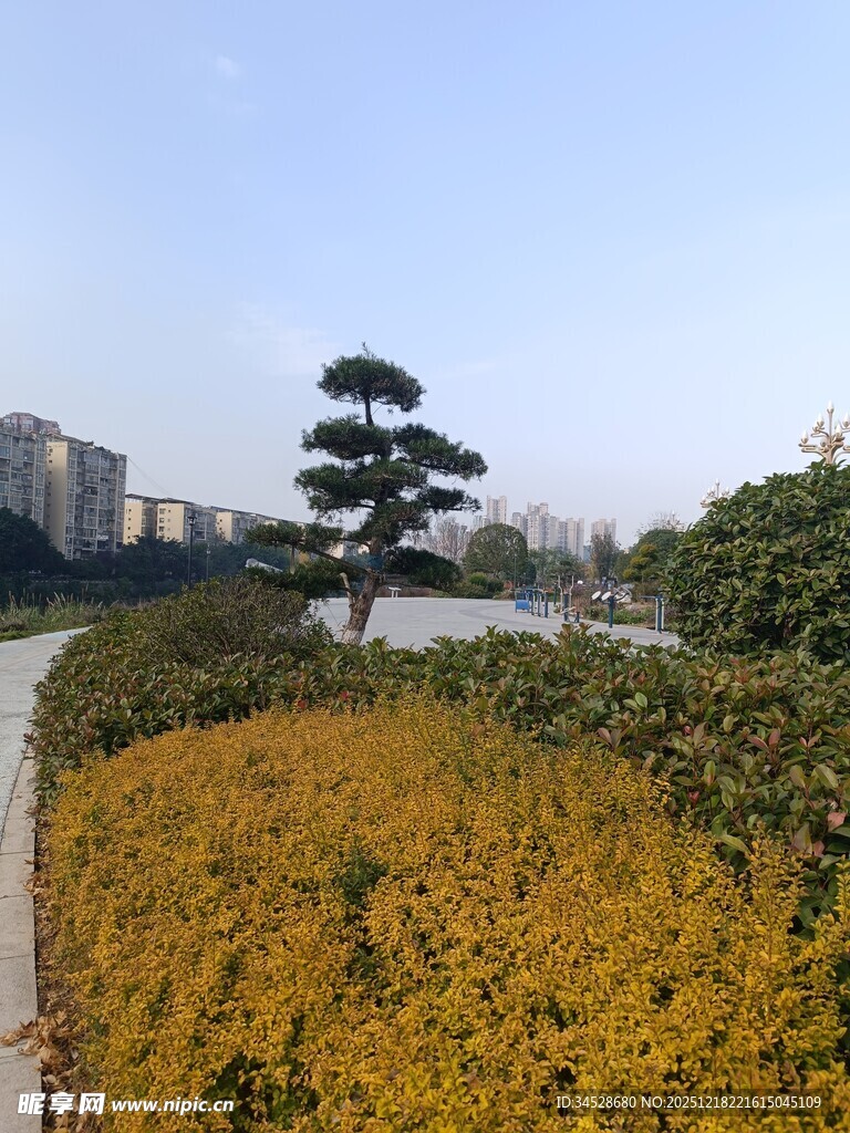 园林美景中的金黄花丛与孤树