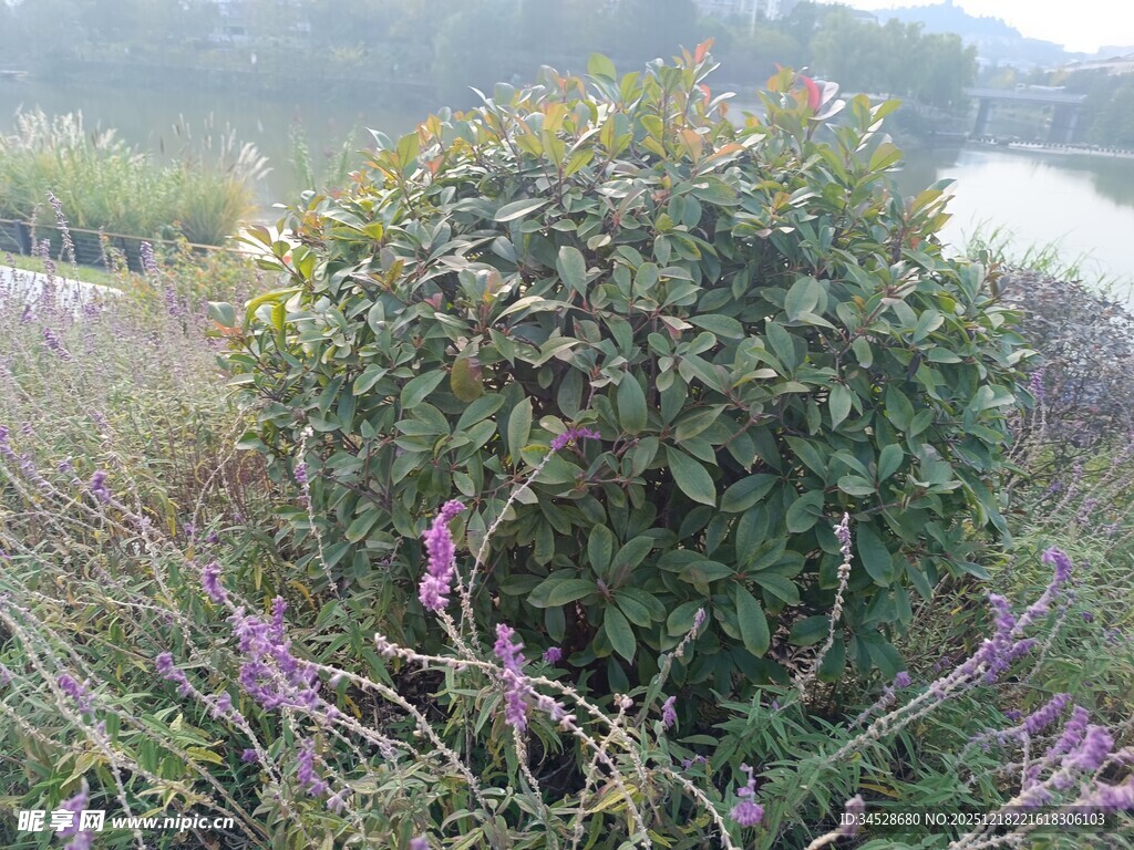 绿叶紫花簇拥的灌木景观