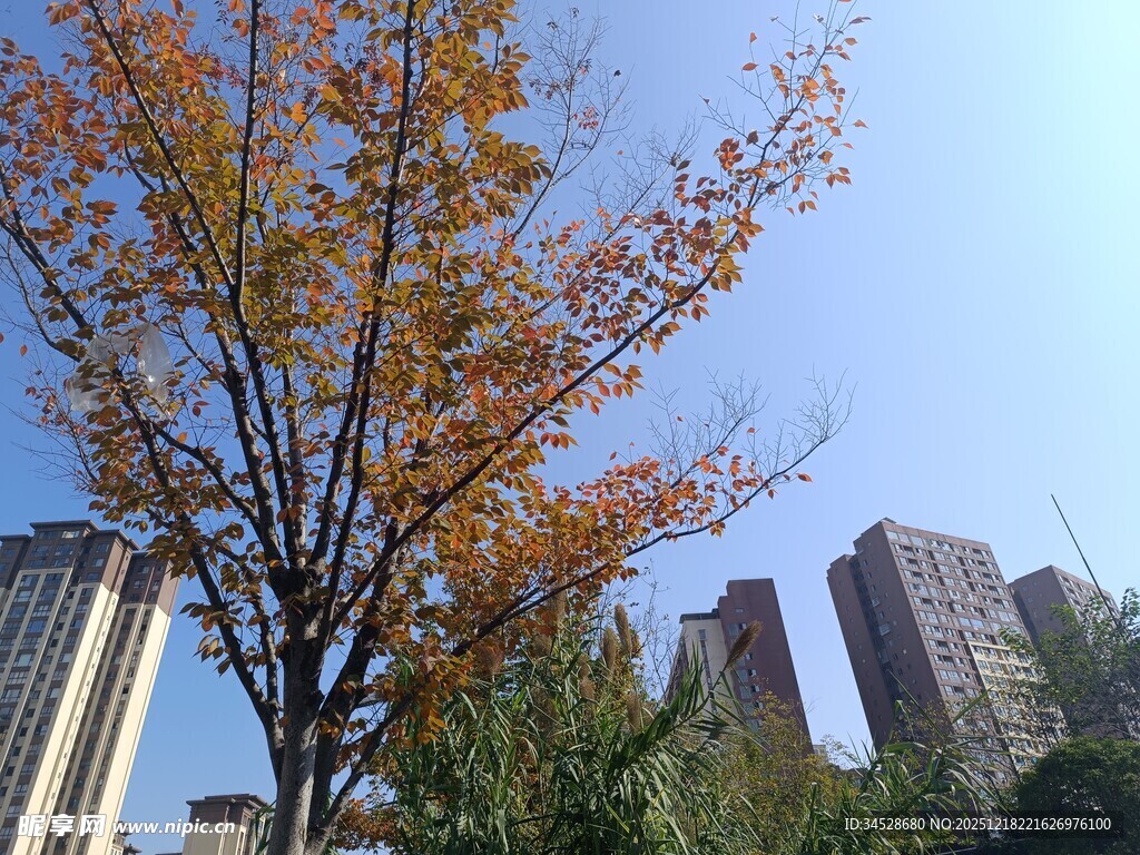 秋日城市中的斑斓树木