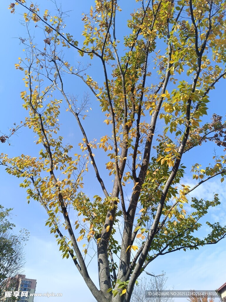 秋日枝头黄叶映蓝天