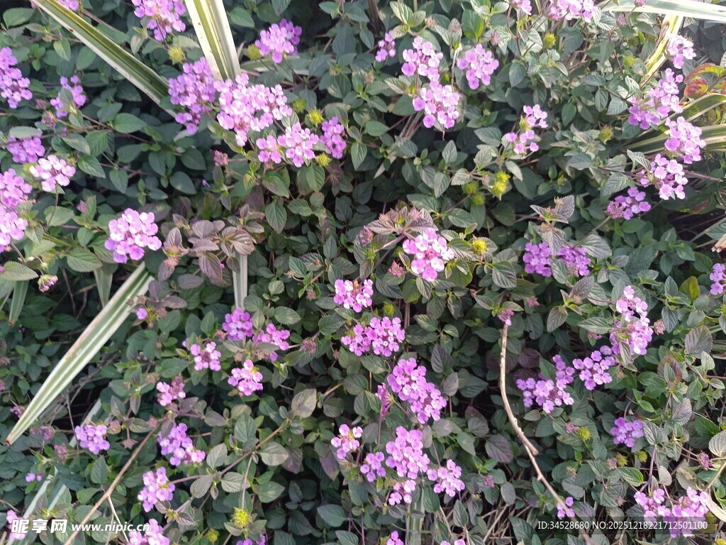 繁茂紫色花卉植物景观