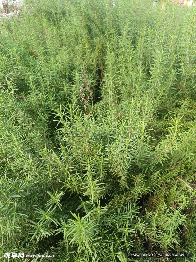 茂密绿色植物景观