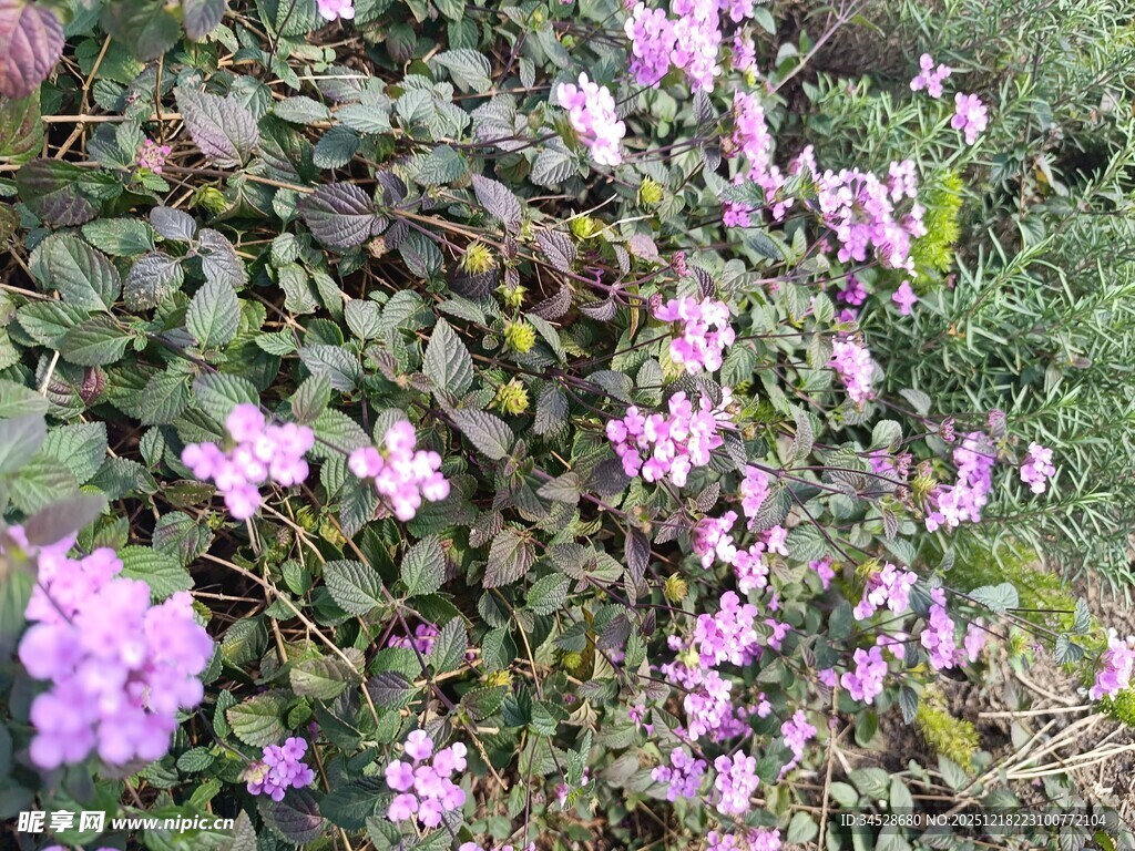 绽放的紫色小花