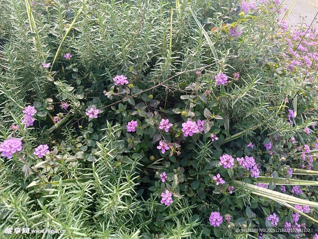 紫色花丛绽放生机