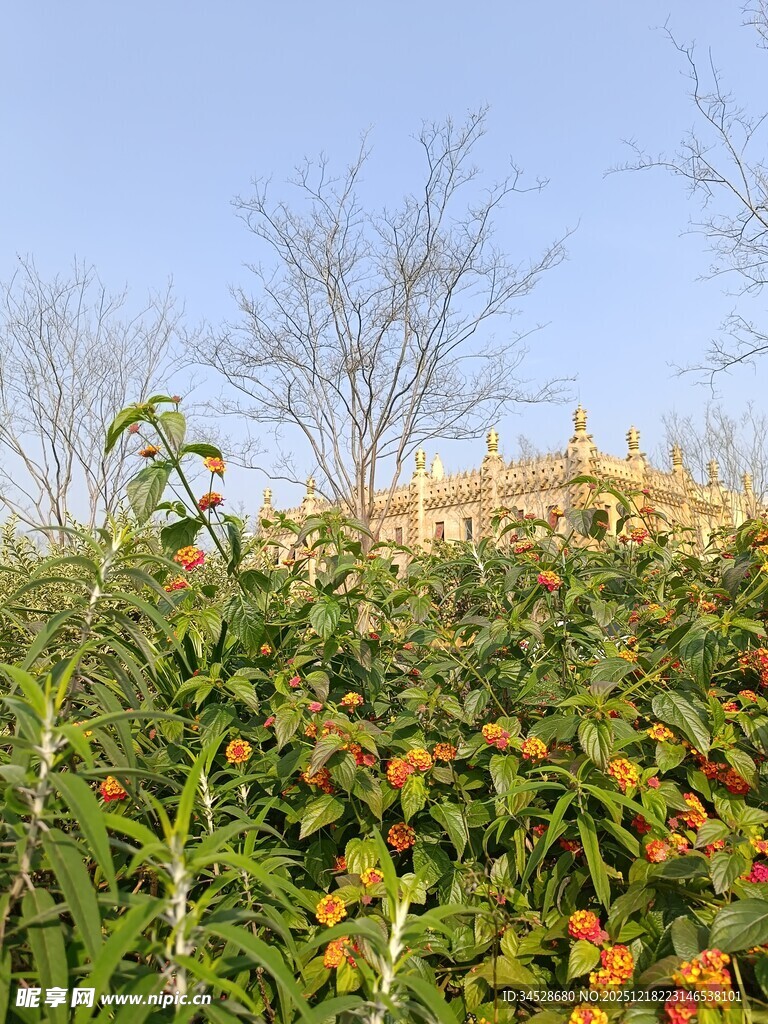 硕果累累的果园景象