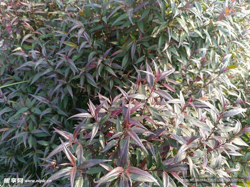 带红边的绿色植物特写