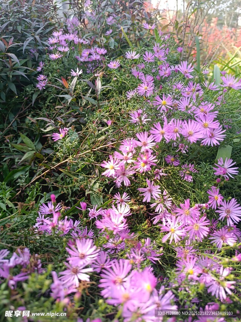 烂漫紫花绽放于草丛间