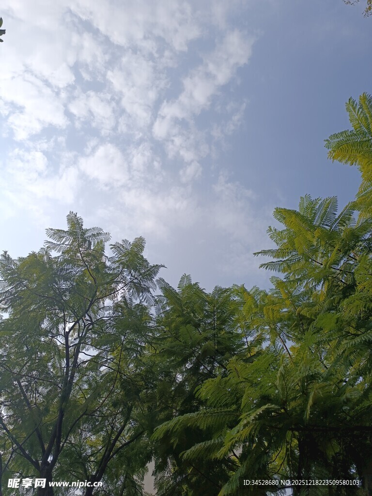 蓝天绿树间的清新景致