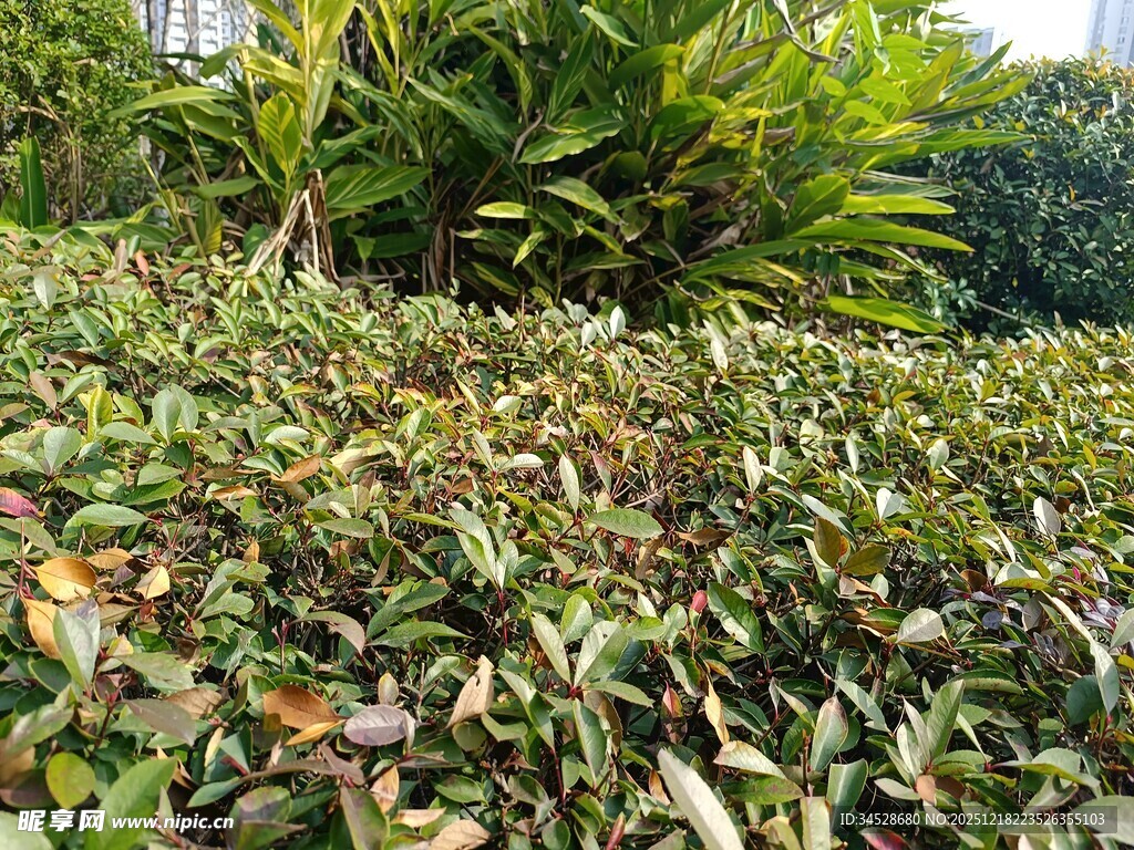 绿叶繁茂的植物景观