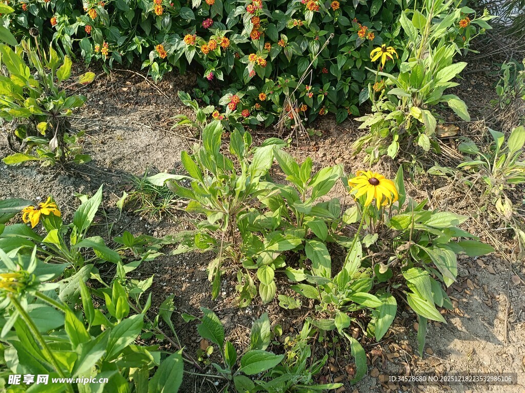 花园中的绿植与黄色小花