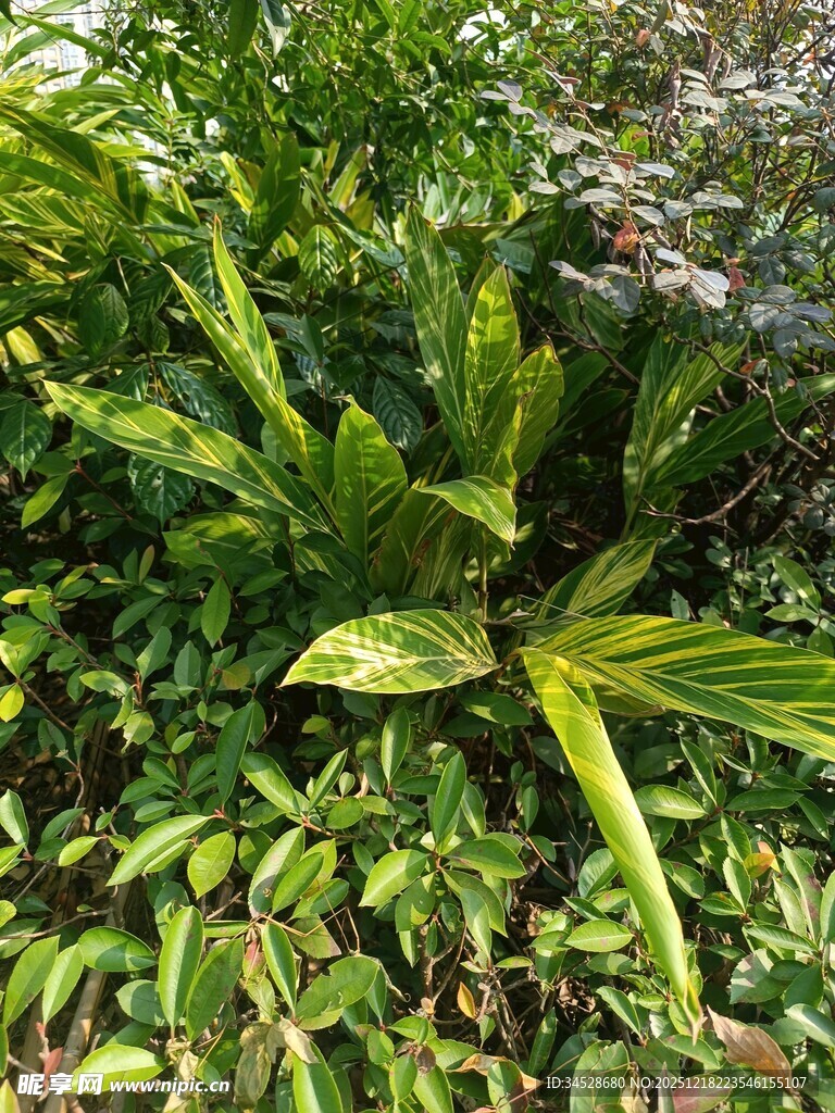 翠绿繁茂的热带植物景观