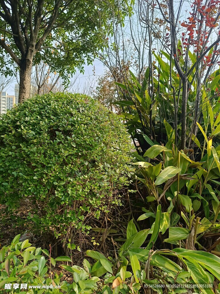 绿意盎然的园林植物景观