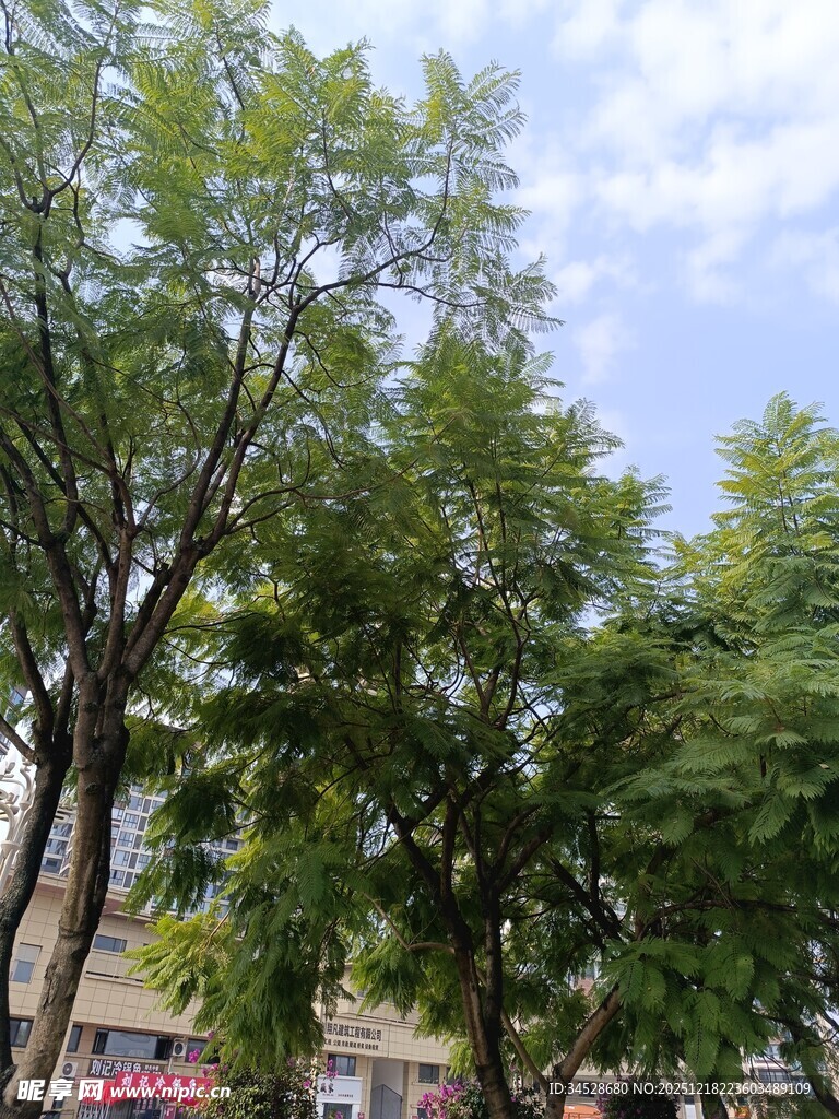 夏日绿树成荫的街道景象