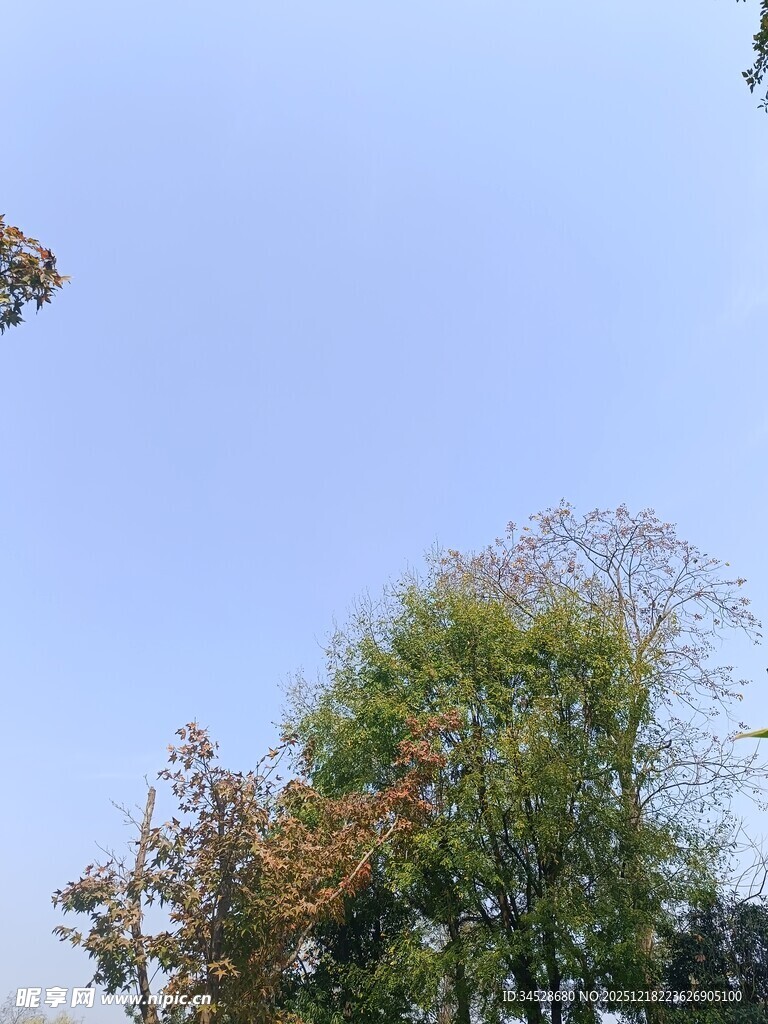 秋日树梢与蓝天景致