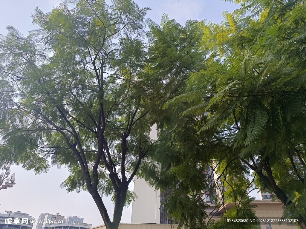 城市中葱郁的绿树景观