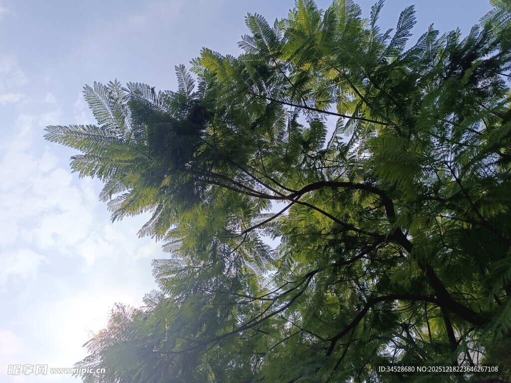 阳光下的繁茂绿树