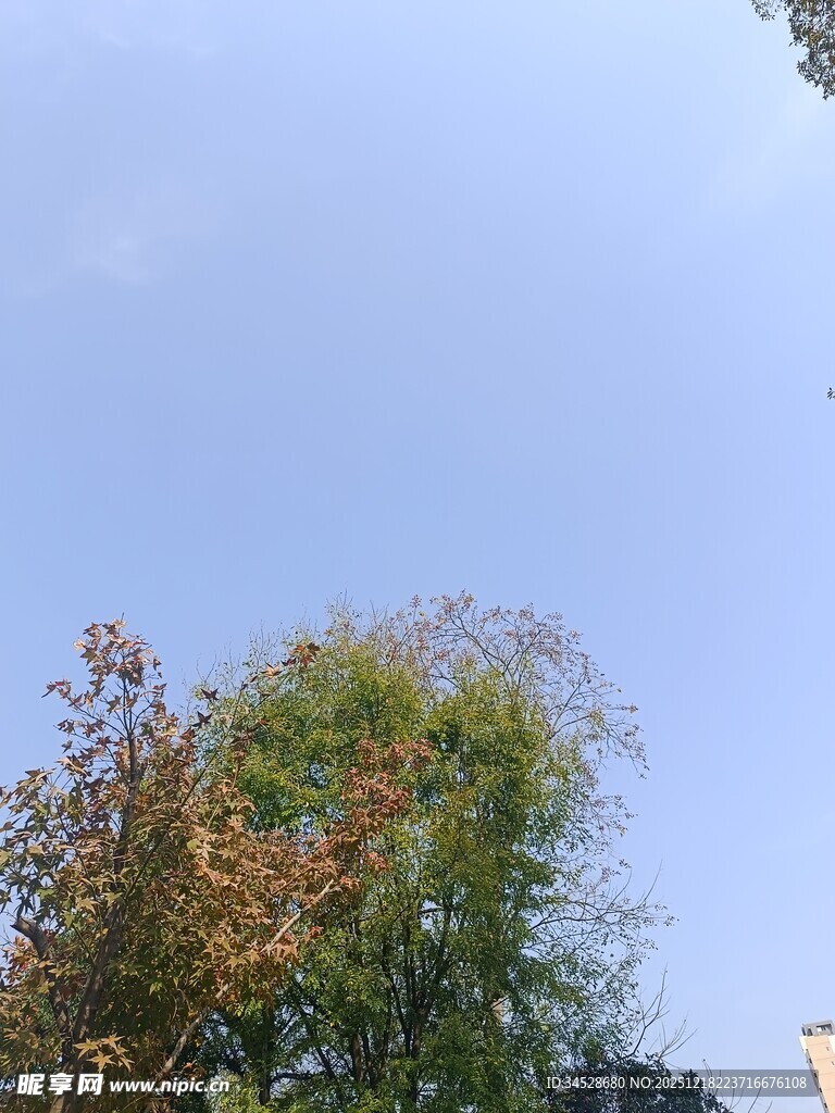 秋日树梢与蓝天景致