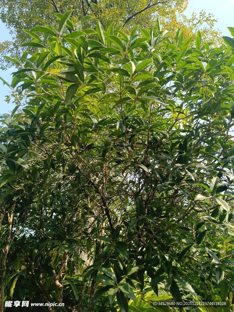 茂密葱郁的翠绿竹林