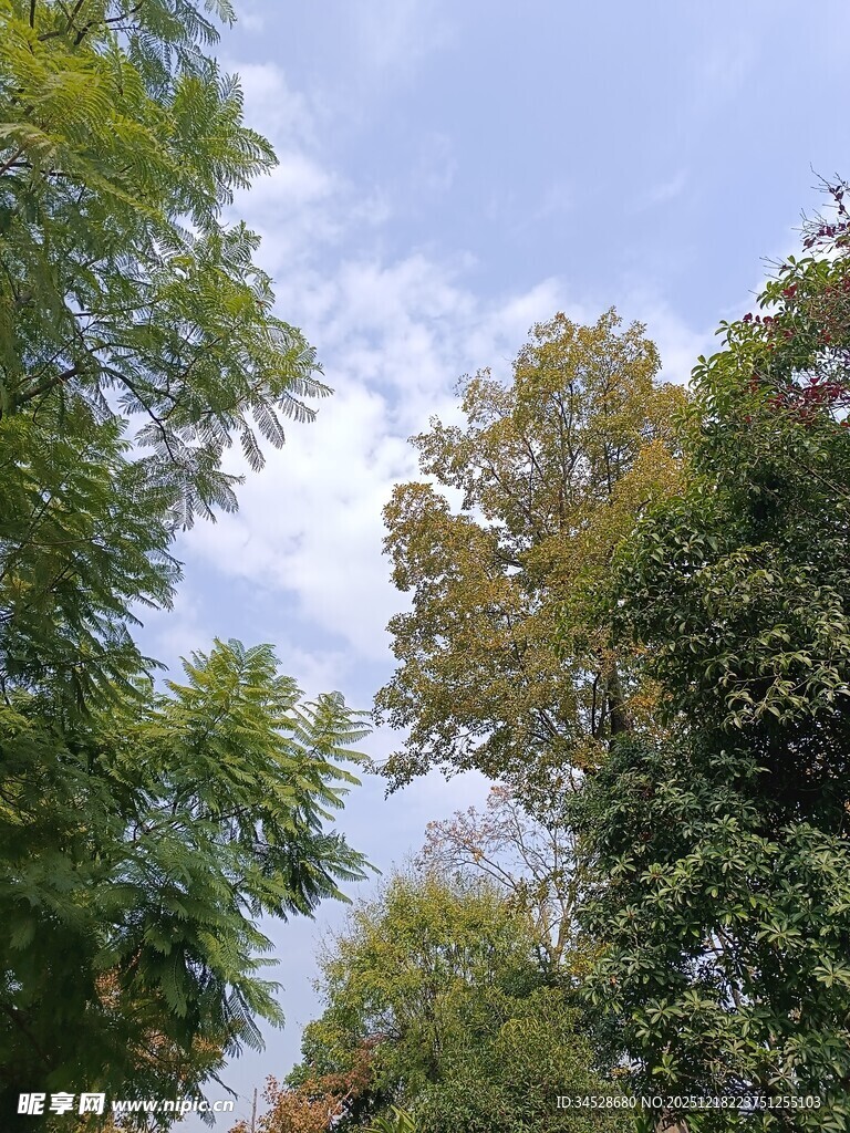 仰视繁茂绿树与蓝天