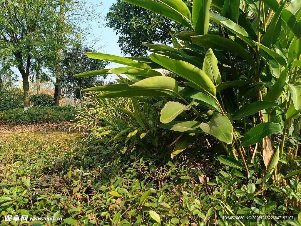 户外繁茂绿植景观