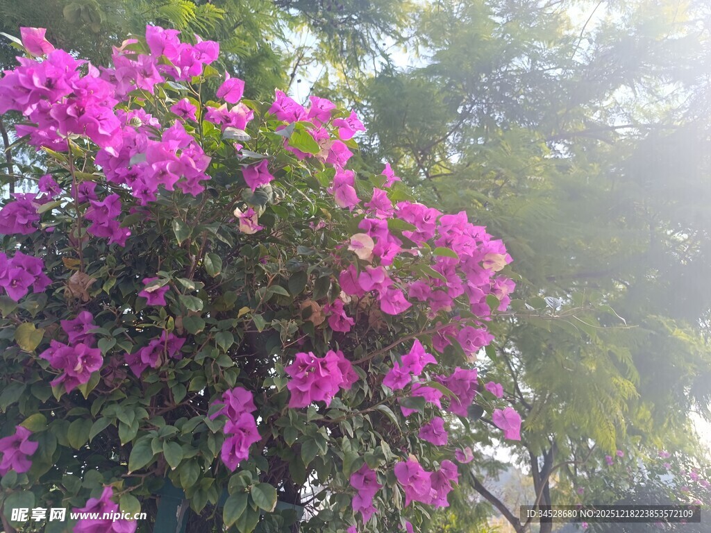 艳丽三角梅绽放于林间